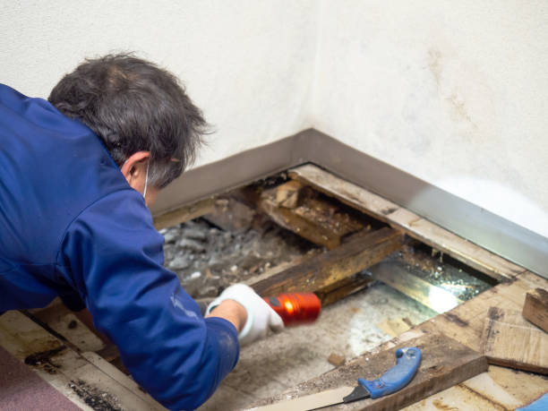 Best Commercial Mold Remediation in Andover, KS