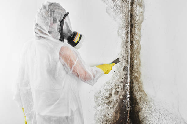 Best Post-Flood Mold Remediation in Andover, KS