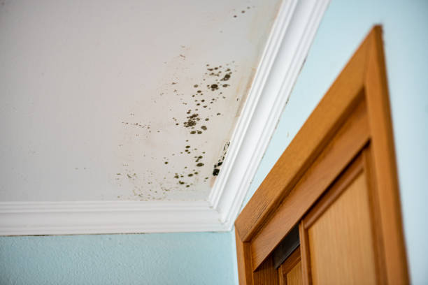 Best White Mold Remediation in Andover, KS